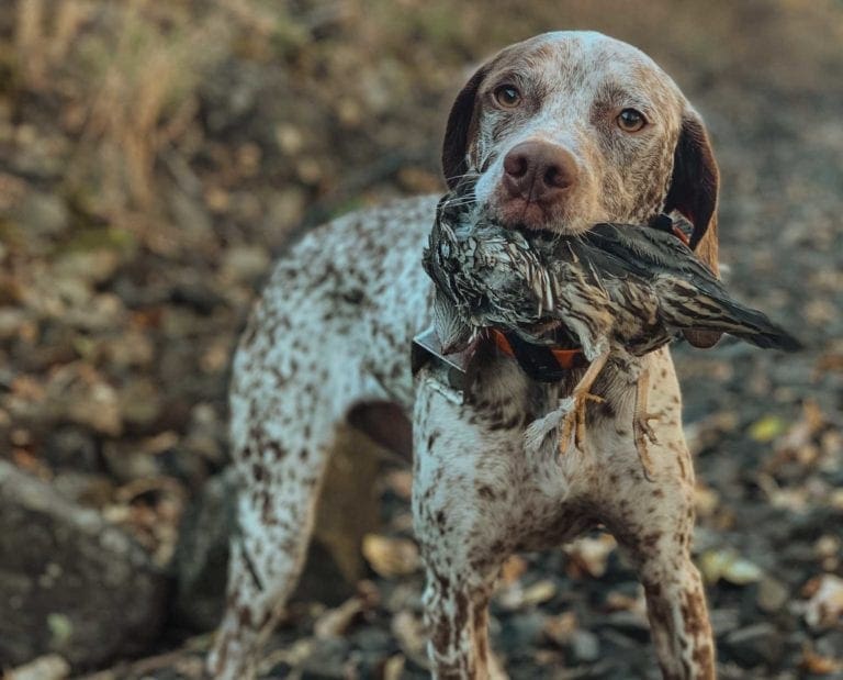 How To Hunt California Quail - Nobody’s Royalty - Project Upland