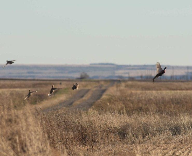 Pheasant flush out of habitat in the Midwest