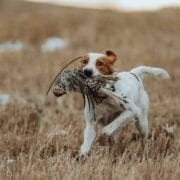 A hunting dog retrieves a prairie grouse