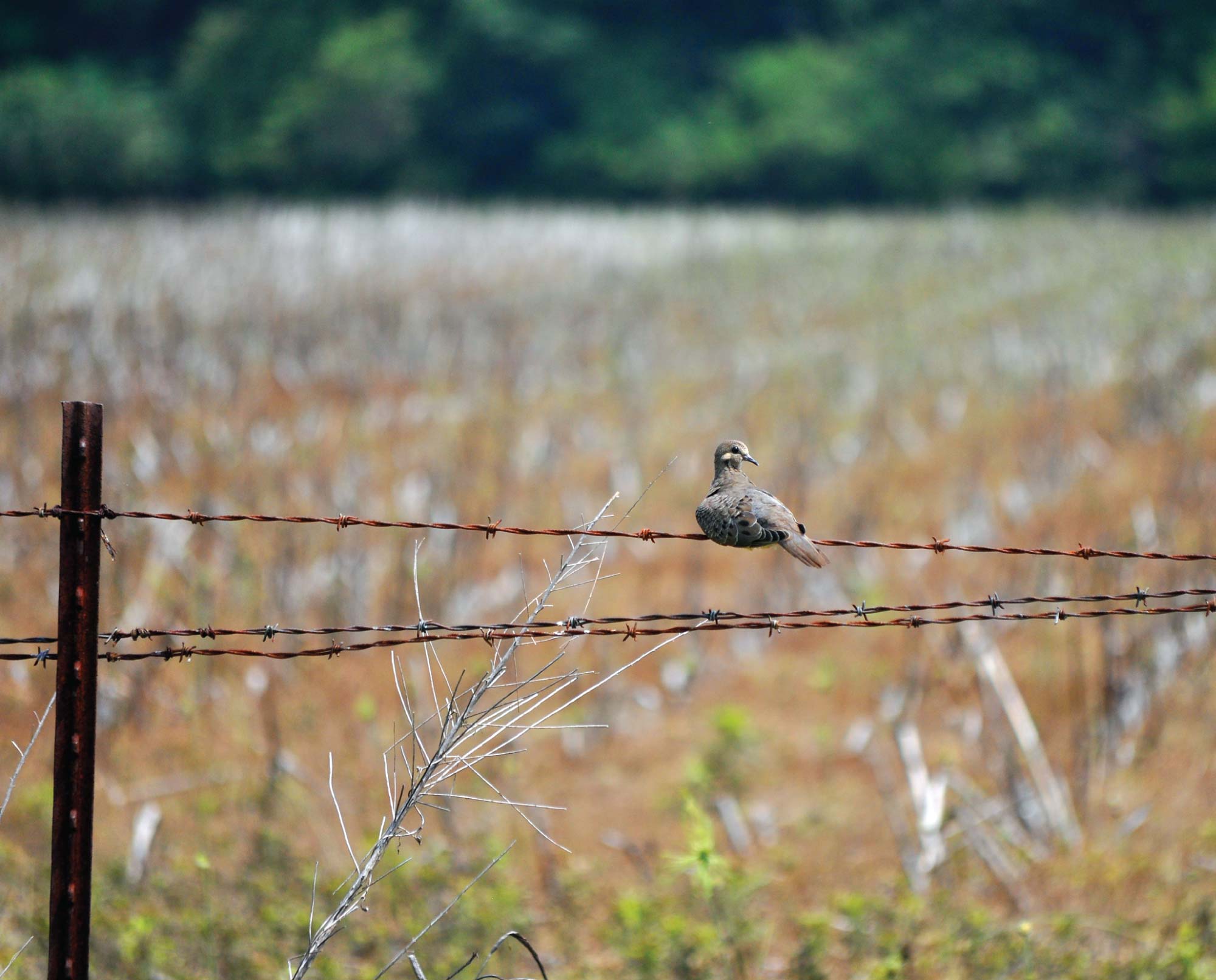 Sc Dove Hunting: Secret Spots Revealed! - 4kmk629
