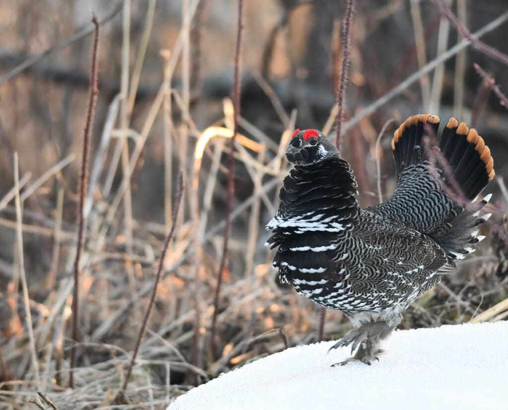 Male Spruce grouse fanning out