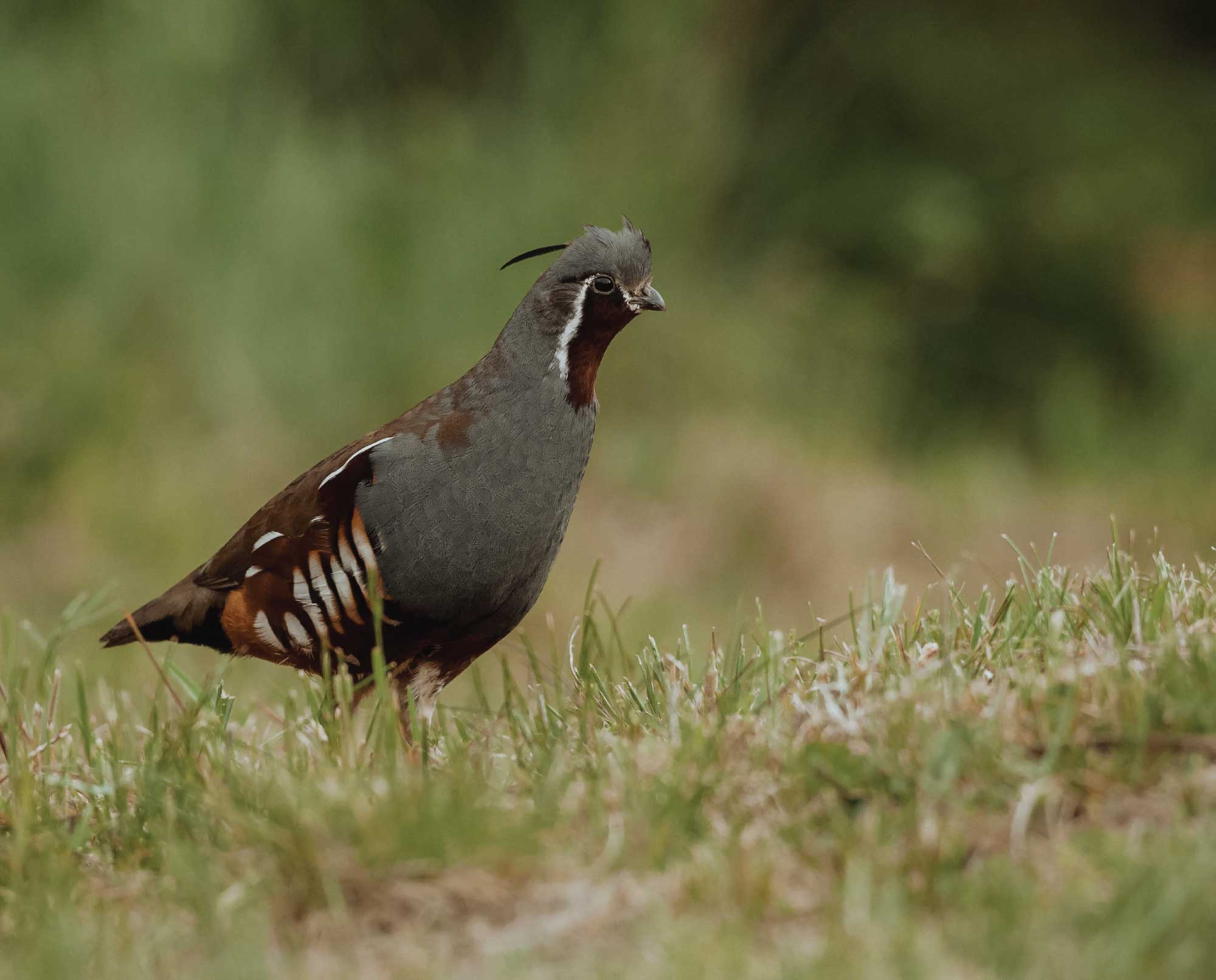 Mountain Quail An Upland Game Bird Profile Project Upland