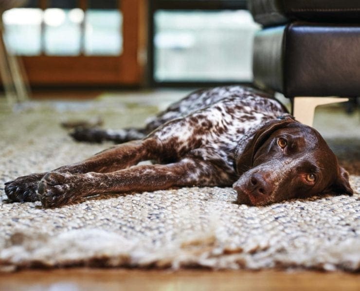 A german shorthaired pointer in a city apartment.