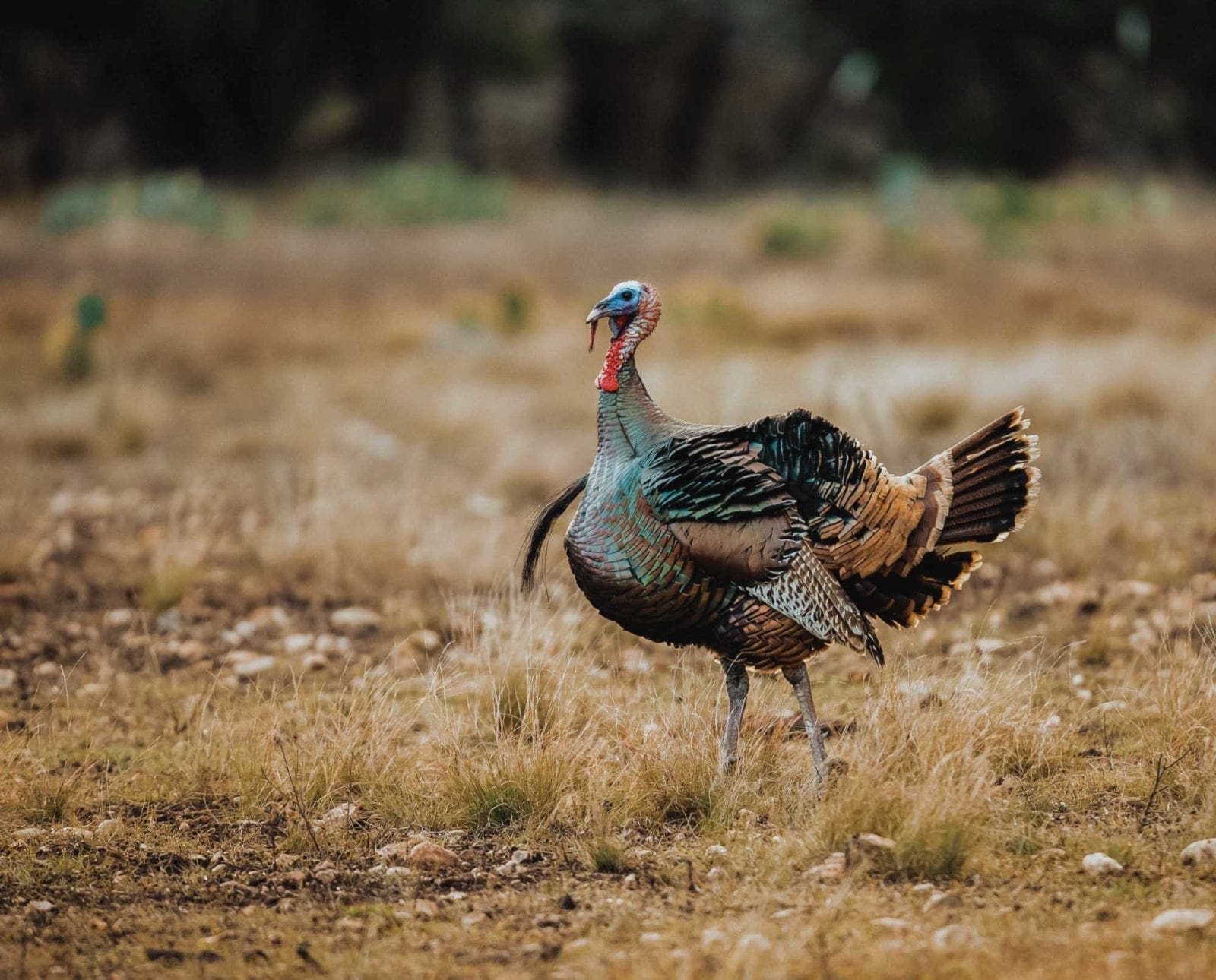 A Rio Grande turkey strutting in a field