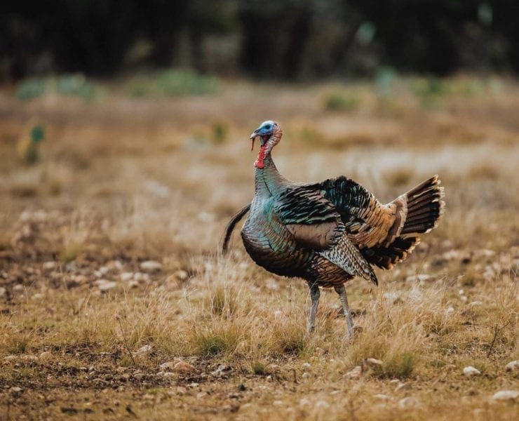 A Rio Grande turkey strutting in a field