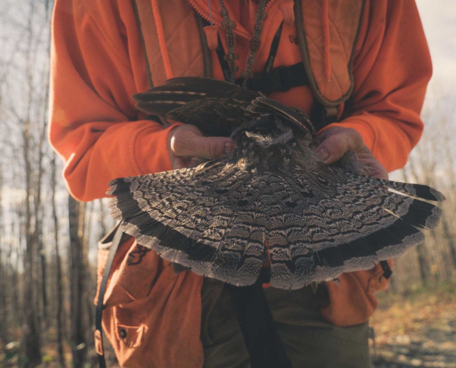 a bird hunter in Maine shows a ruffed grouse fan