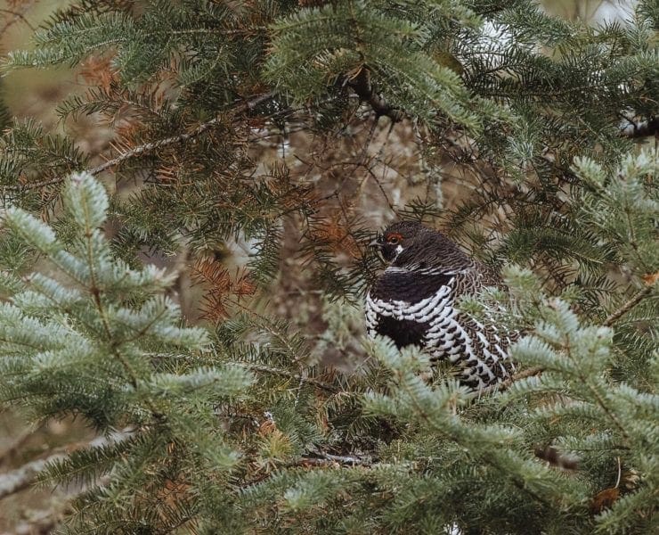 A spruce grouse sitting in a conifer tree