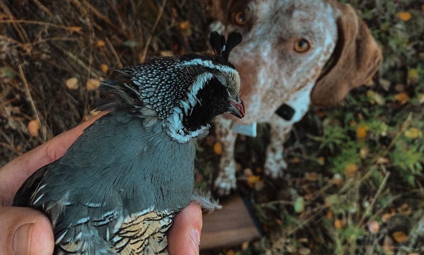 A bird dog and hunter holding a California quail