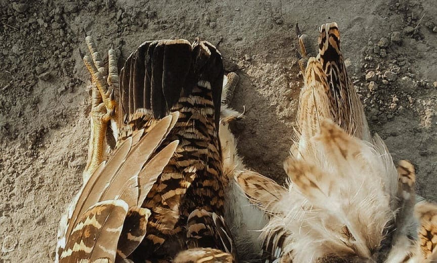 On the left the tail of a prairie chicken on the right the tail of a sharp-tailed grouse