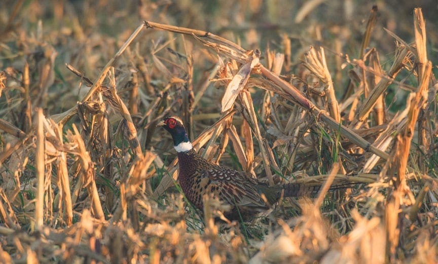 A pheasant walking and feeding in a corn field. 