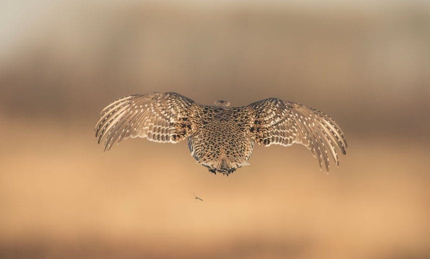 sharp tailed grouse flying away How to Identify the Difference in Prairie Grouse on the Hunt