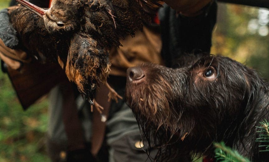 Why Woodcock are a Gun Dog's Best Friend - Project Upland Magazine