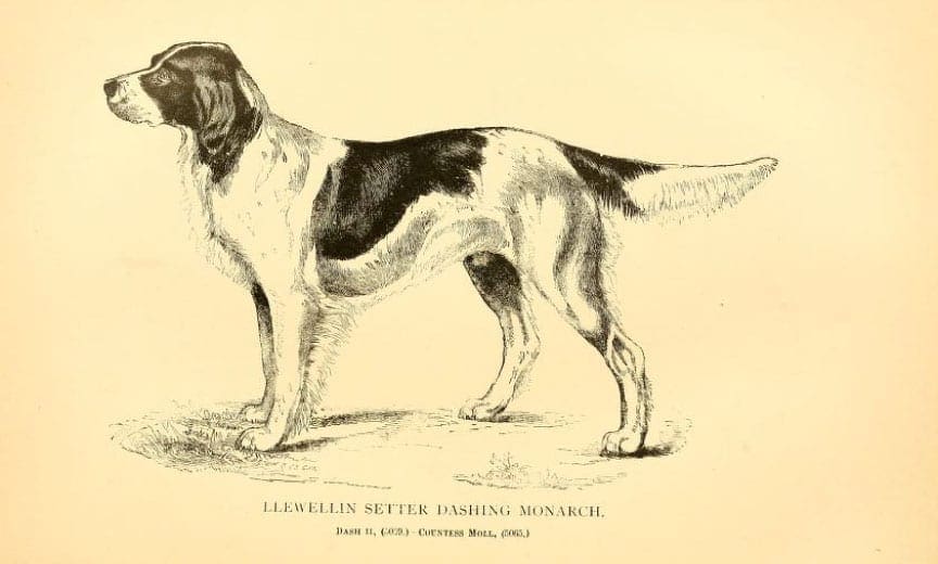 A Llewellin setter bred from the famous Dash II