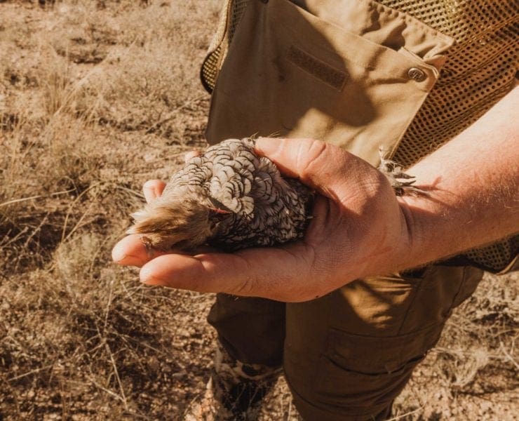 A bird hunter holds a scaled quail in Arizona.