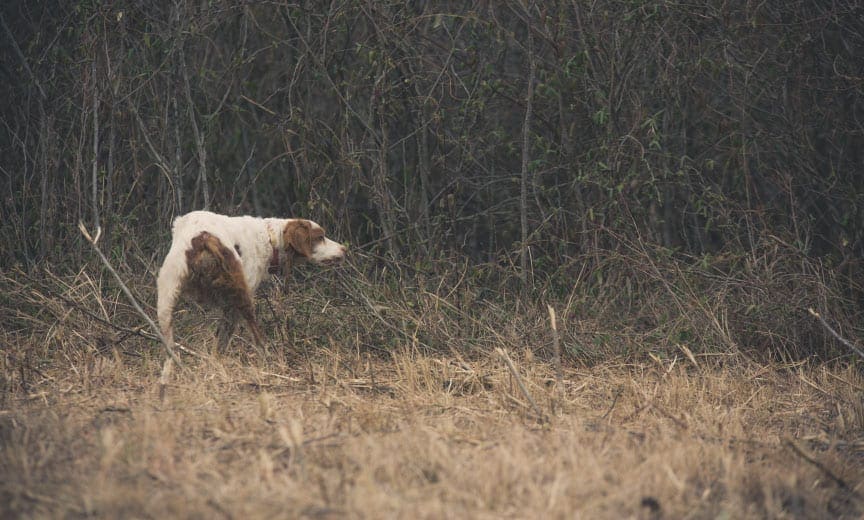 A bird dog on point while bobwhite quail hunting