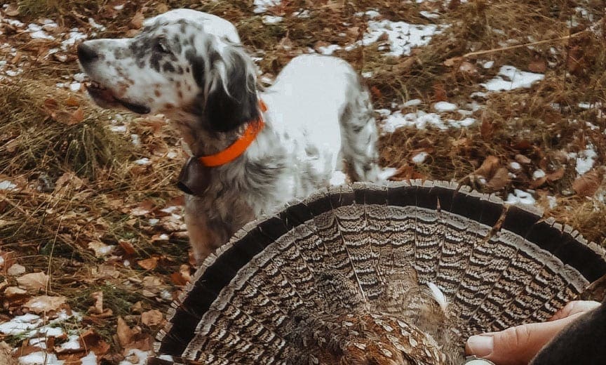 An English setter wearing a bell grouse hunting