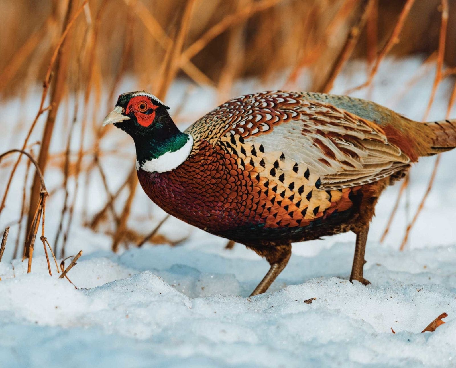 A pheasant walking in the snow.