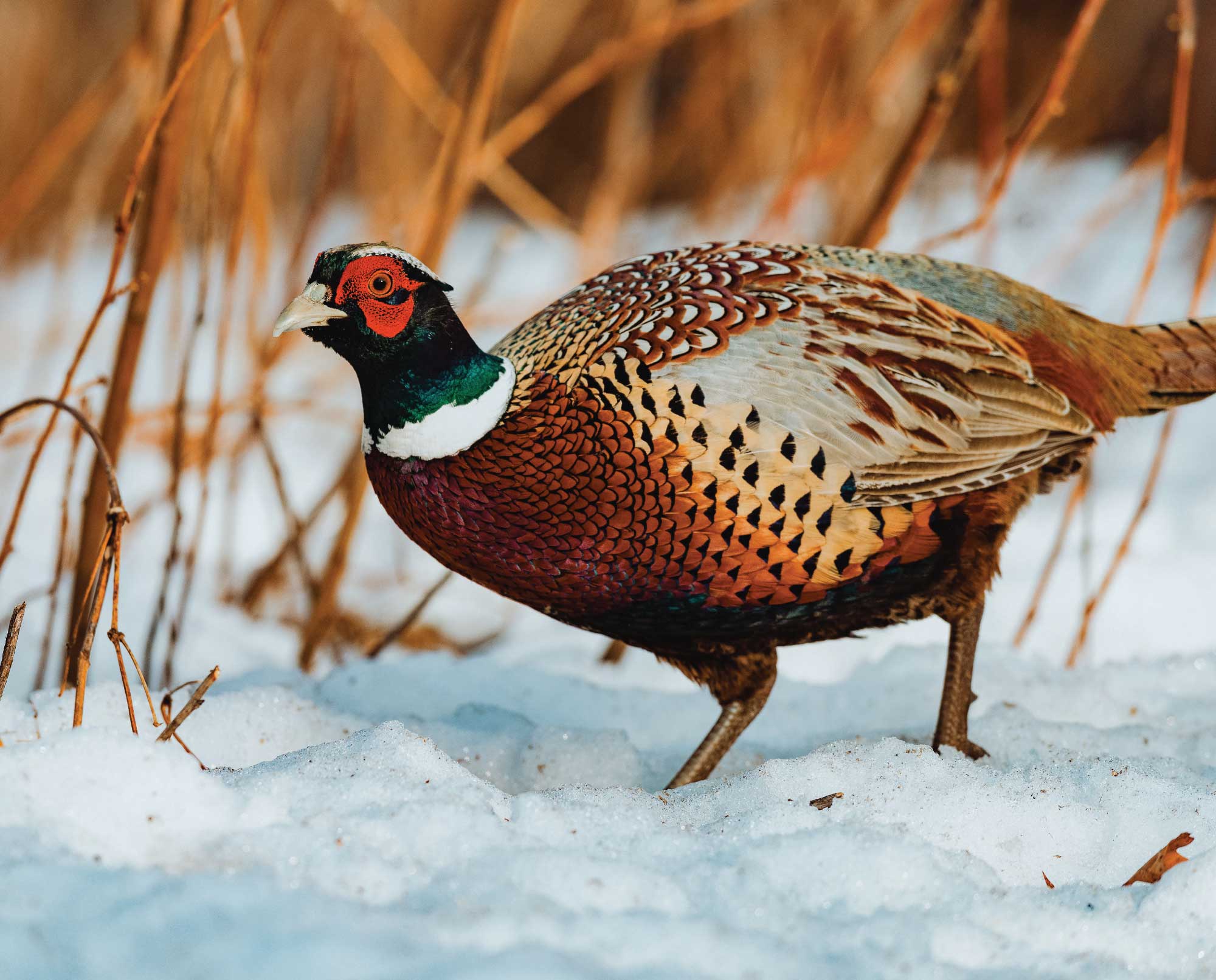 Pheasant Hunting Bullet Thermos