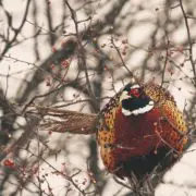 A rooster pheasant sits in a tree in the winter.