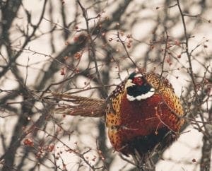 A rooster pheasant sits in a tree in the winter.