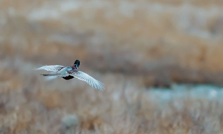 A pheasant fly's off during a late season hunt.