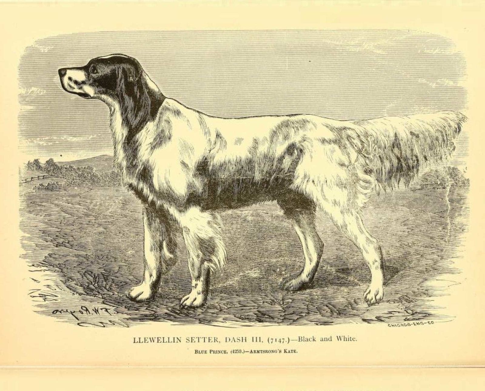 A Llewellin setter on point.