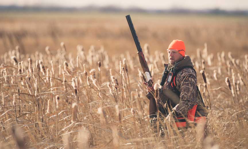 A pheasant hunter walks through cattails