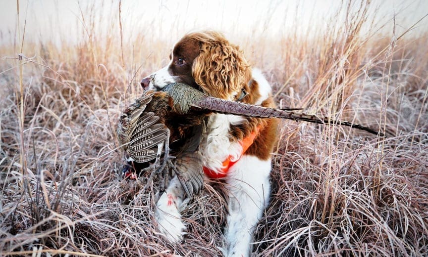 A springer spaniel pheasant hunting in the Midwest. 