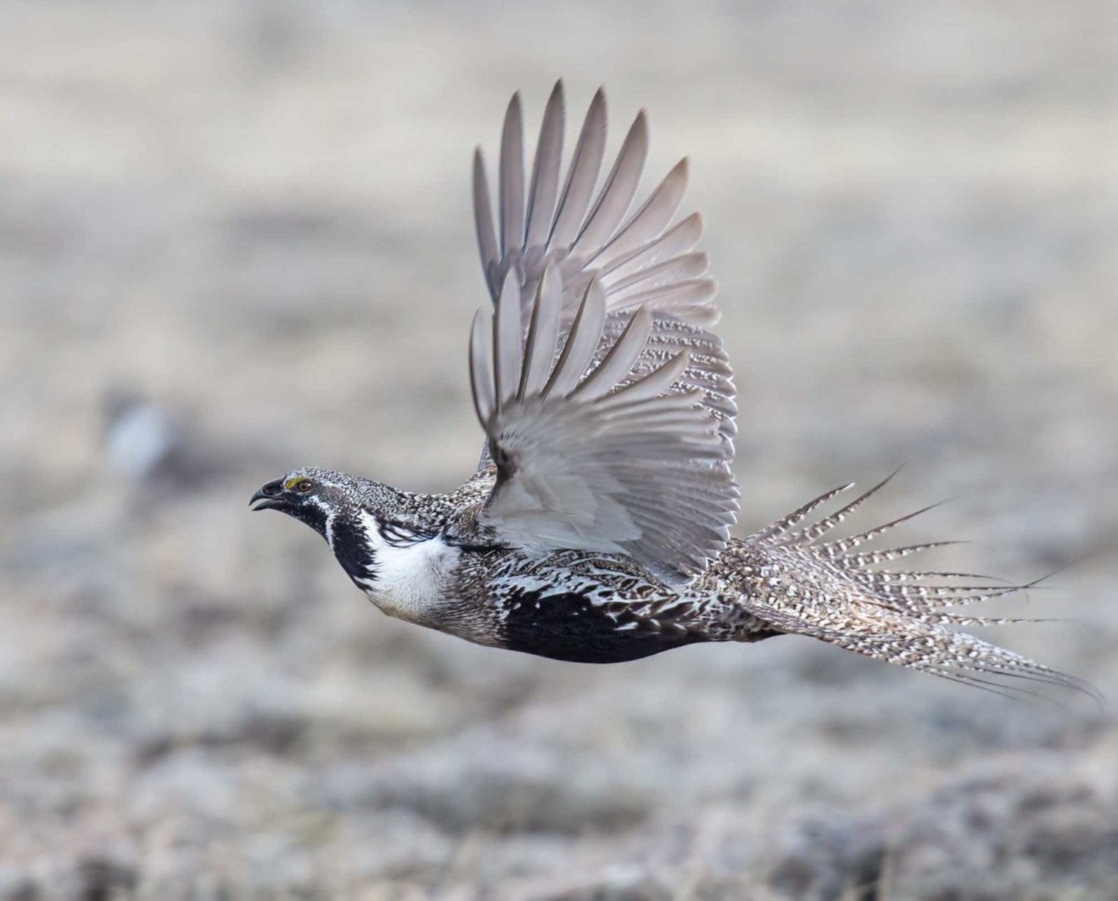 A sage grouse flying to new cover