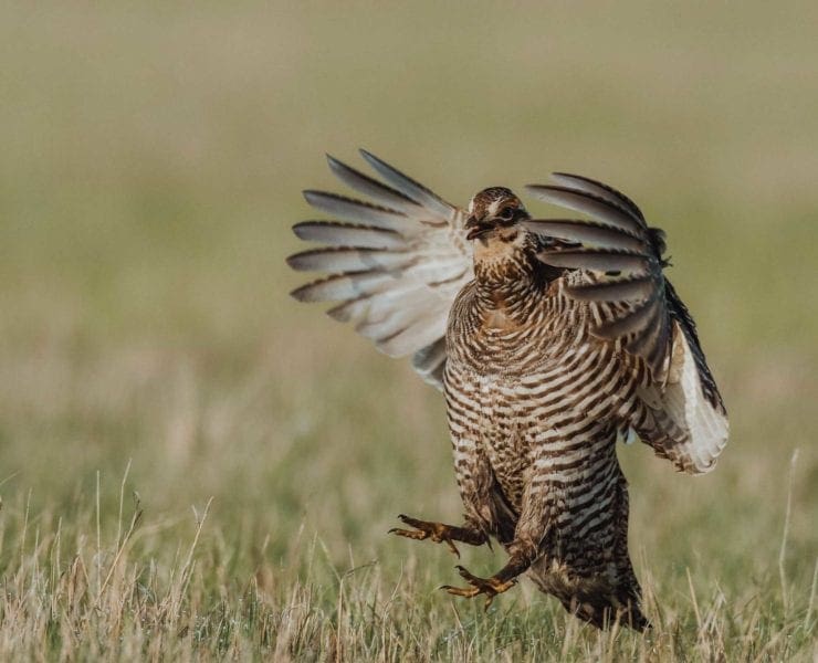 A grouse takes flight on a prairie