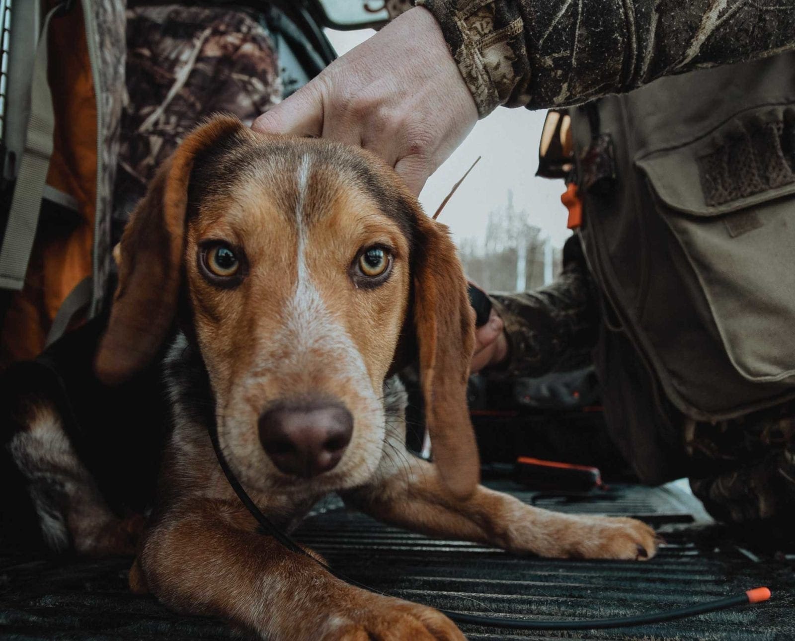 A Beagle gets a GPS tracking collar for rabbit hunting