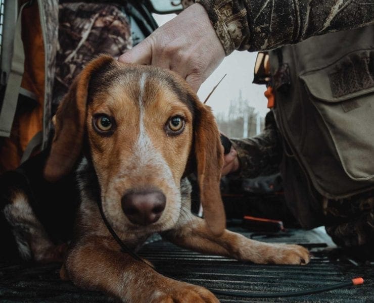 A Beagle gets a GPS tracking collar for rabbit hunting