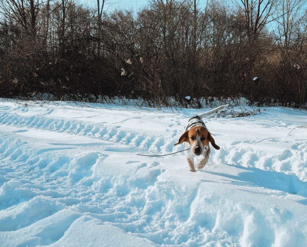 A beagle tracks rabbit scent through the snow