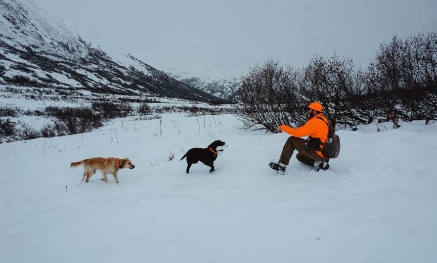 A white-tailed ptarmigan being retrieved by a bird dog. 