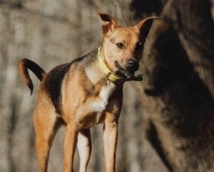 A mountain feist on a squirrel hunt.