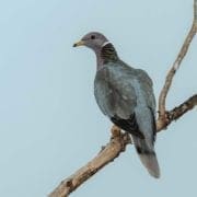 A Band-Tailed Pigeon off in the distance during hunting season.