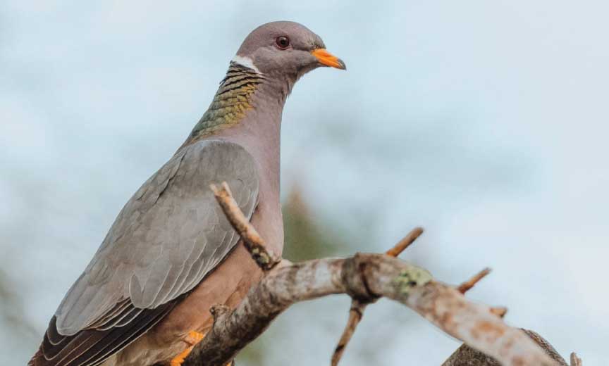 A Band-tailed Pigeon sitting on a branch