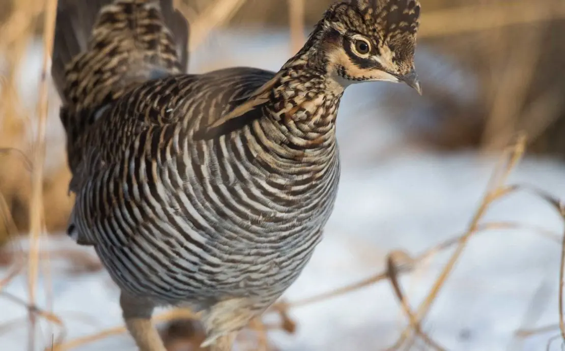 A prairie chicken walks in the snow during late season.