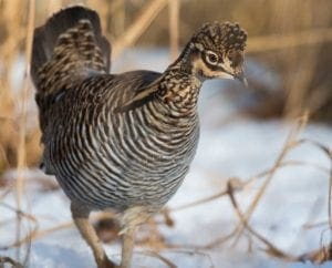 A prairie chicken walks in the snow during late season.