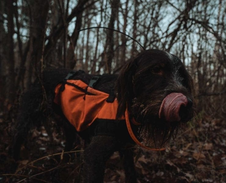 a hunting dog licks his nose in irritation