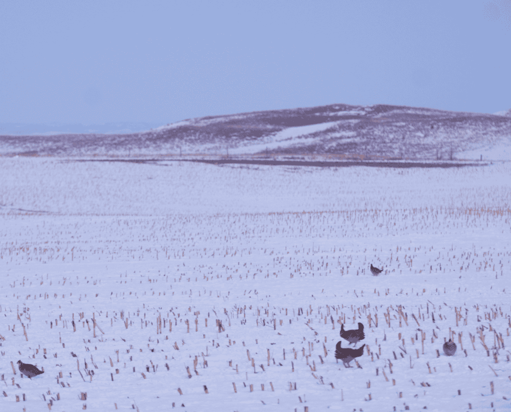 A group of greater prairie chickens feed in corn stubble.