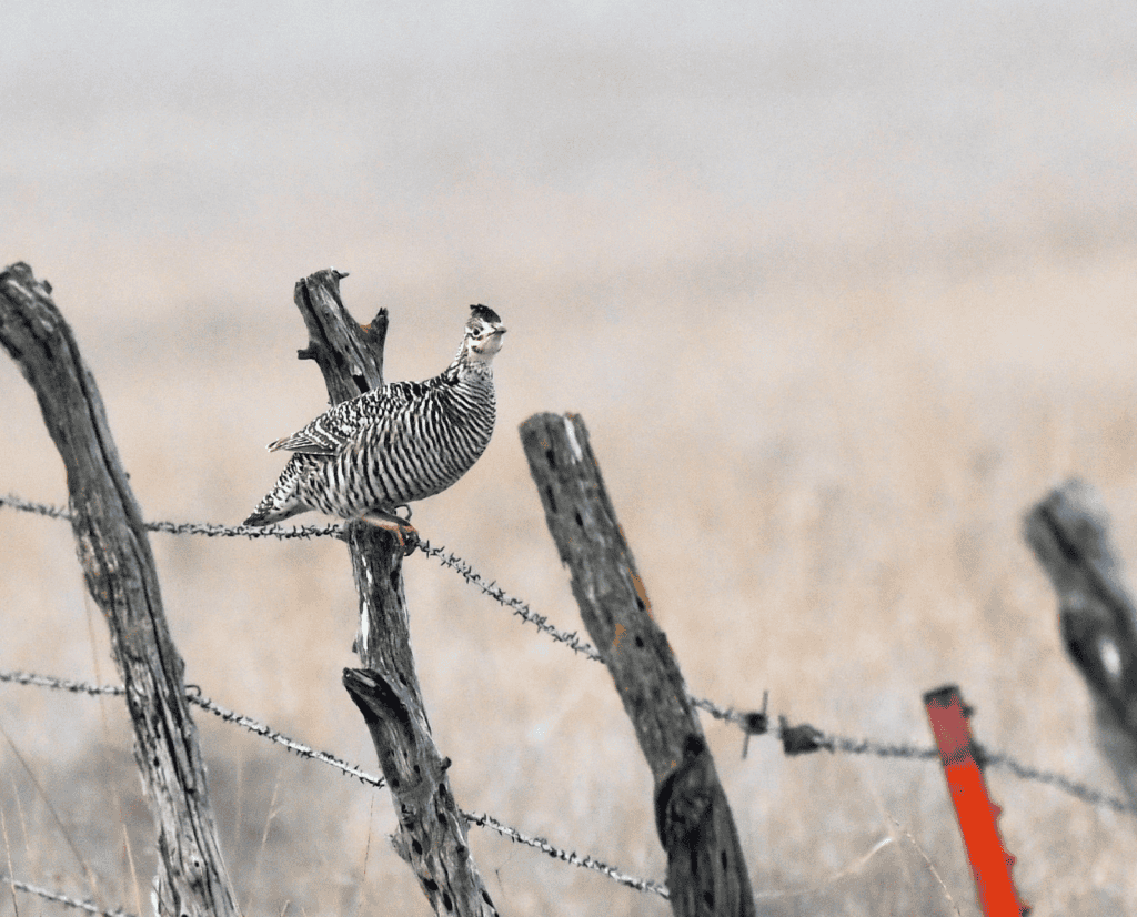 A greater prairie-chicken perched on a barbed wire fence.