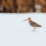 A wilson's snipe during the migration