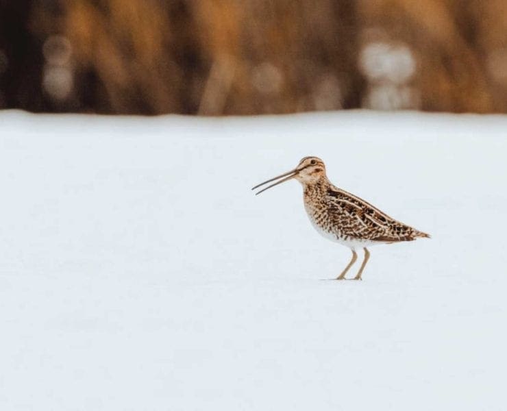 A wilson's snipe during the migration