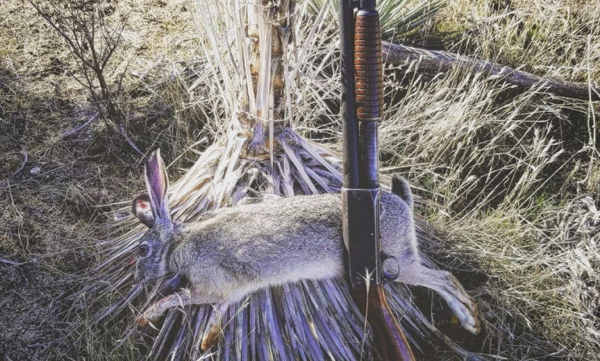 Jack rabbit hunting in California 