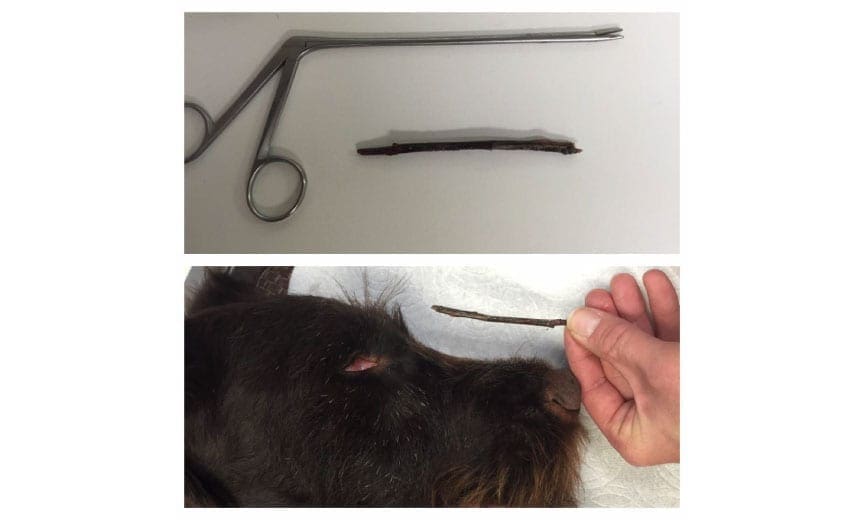 A long stick removed from a hunting dogs nose. 