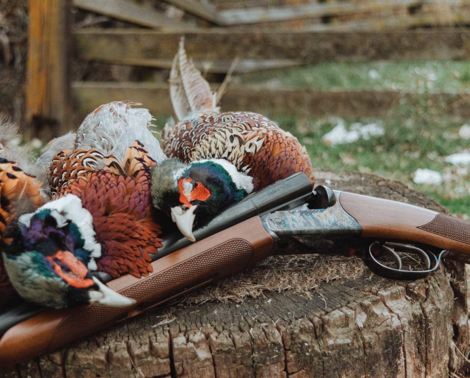 A CZ Bobwhite Shotgun during a pheasant hunt.