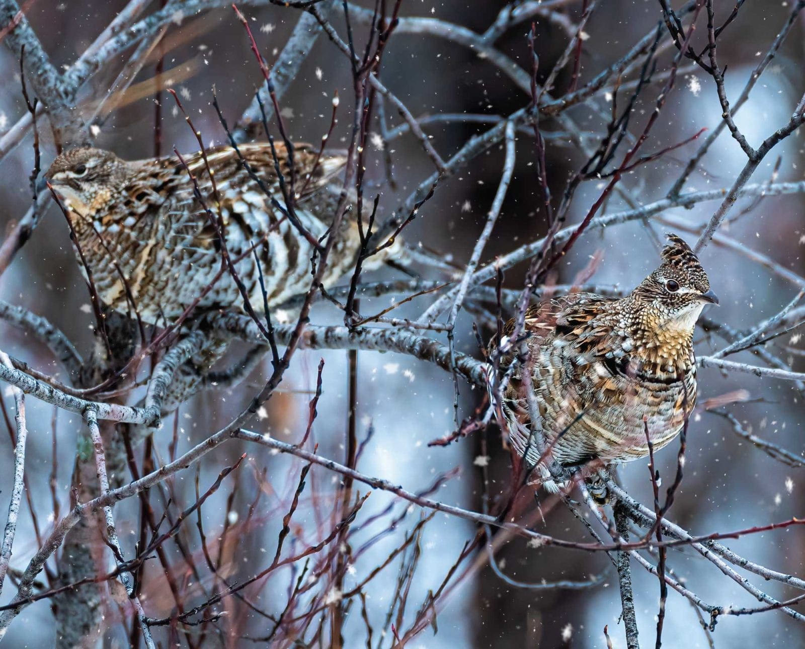 A ruffed grouse sitting in a tree