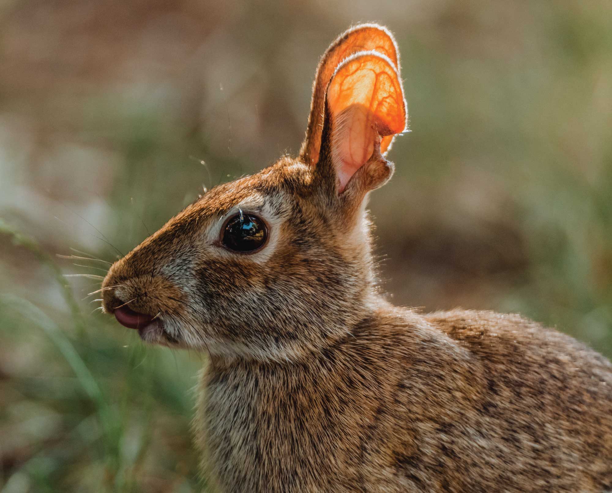 Eastern Cottontail Rabbit – History, Hunting, and Biology - Project Upland