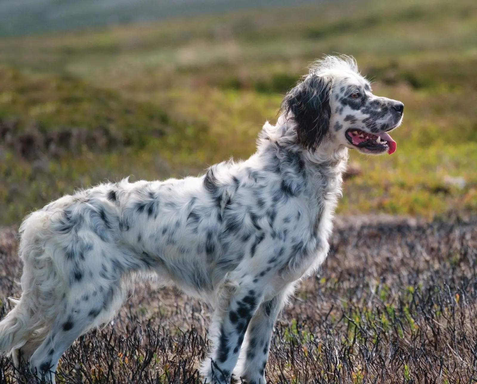 An English setter being trained on Moors in England